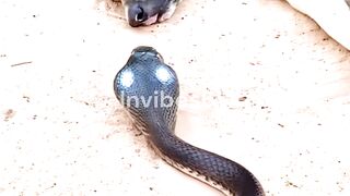 Crazy Cobra Take Down The Dog