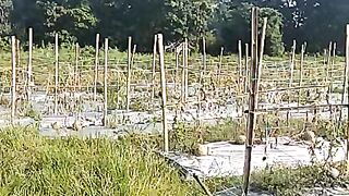 Petani melon yg mengenas kan.