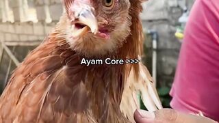 Ketika ayam udah core mode on… tingkahnya bikin ngakak pol! ????????????