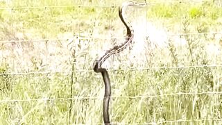 Snake Falls in Love With Electricity