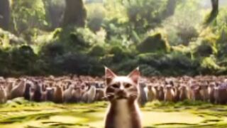 Cute cat ???? 7