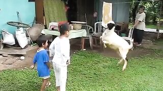 Babies & Sheep Dance