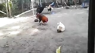 Cock Vs Cat