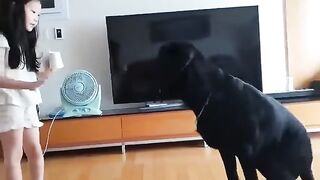 Nice Black Dog at Home