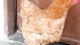 Hen is brown