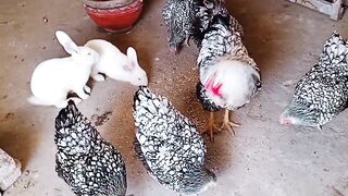 Sebrite chicken