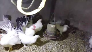 Chicken white 3