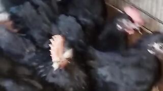 Black ghjk