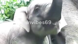 Baby Elephants Are Hilarious Chaos!
