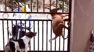 Dogs crossing gate