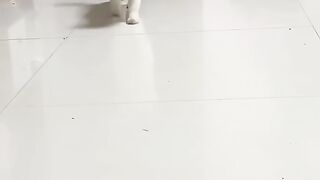 Before result conditions funny cat