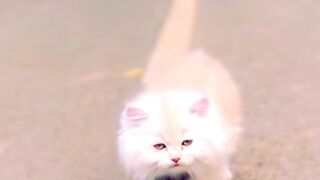 Beautiful Animal ????