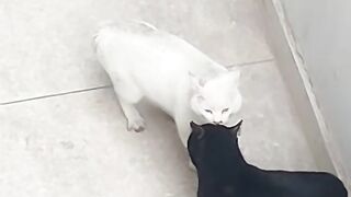black cat white cat who will win