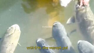 Man and Giant Fish, True Friendship