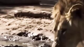 Real king lion