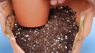 Terrarium in Pots