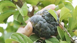 Delicious Chinese Vegetable