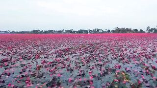 Water Lily