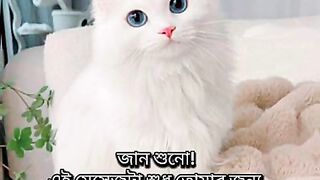 Cute Cat 32