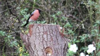 Beautiful Bird Perched on a Fallen Tree A Peaceful Nature Moment