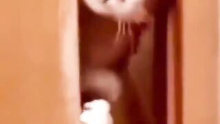 Cat cheating her boyfriend..