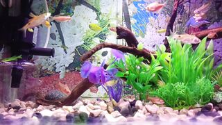Aquarium Glowfish