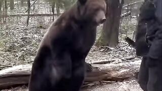Funny Bear 3