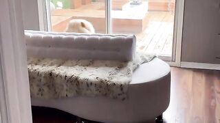 Funny Dog 20