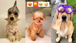 Funniest Dogs Compilation - Best Of The 2021 Funny Dog Videos - TRY NOT TO LAUGH!