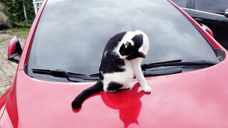 Grooming in the car is dangerous