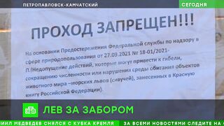 Лежбища морских львов на Камчатке спрятали от туристов за колючей проволокой