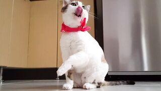 cute-cats-funny-cat
