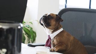 dog-puppy-tie-work-office