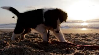 Puppy dog
