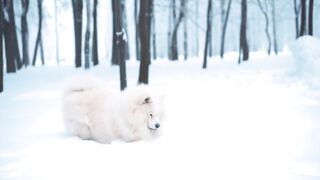 dog-puppy-pet