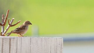 sparrow-bird-jump-dance