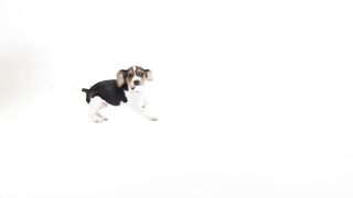 dog-puppy-pet