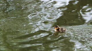 duck-chicken-small-cute