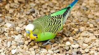 budgie-parrot-bird-parrot