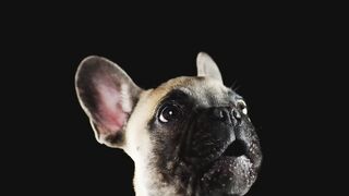 dog-puppy-pet