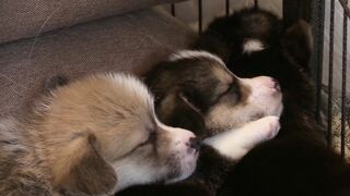 puppy-corgi-sleeping-toy-paws