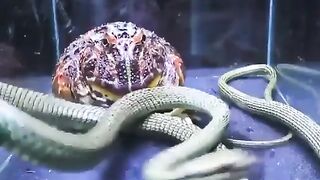 frog wants to eat snake but wait for end