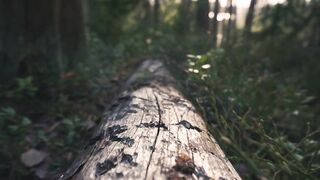 The Forest - Cinematic film
