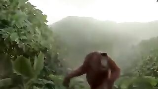 весёлая обезьяна!смотреть всем