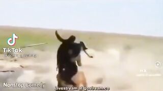 кукла собака трюк
