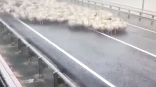 не заметил стадо овец