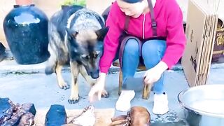 A kind dog who loves to help people