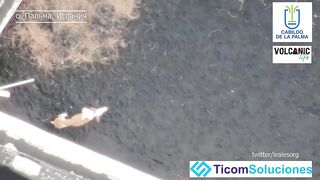 вулкан на Канарах. У власти нет денег на спасение собак из моря лавы.