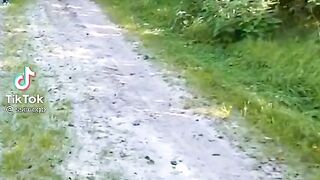 Funny moment animal