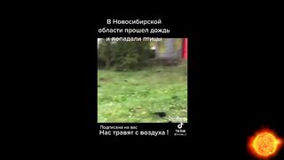 Что с воронами?